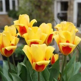 Stresa Tulip (Tulipa Stresa) Img 3